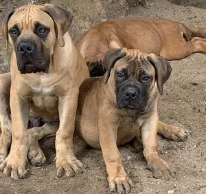 1-3 months Male Purebred Boerboel