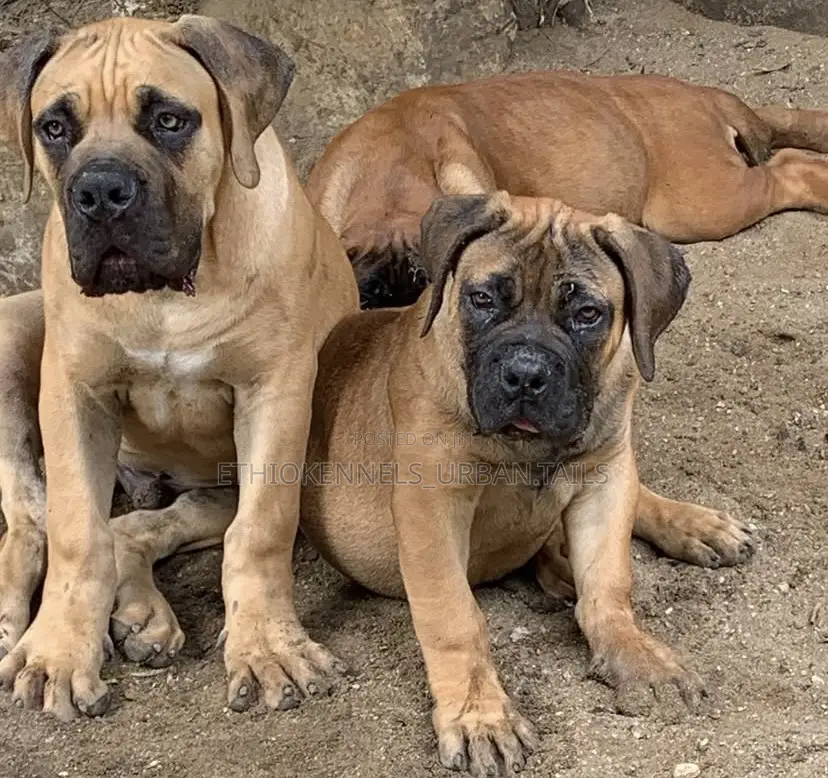 1-3 months Male Purebred Boerboel