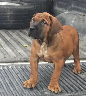Photo - 1-3 months Male Purebred Boerboel