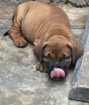 Photo - 1-3 months Female Purebred Mastiff