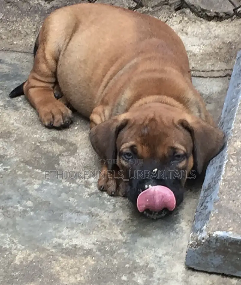 1-3 months Female Purebred Mastiff