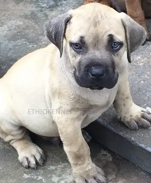 1-3 months Female Purebred Mastiff