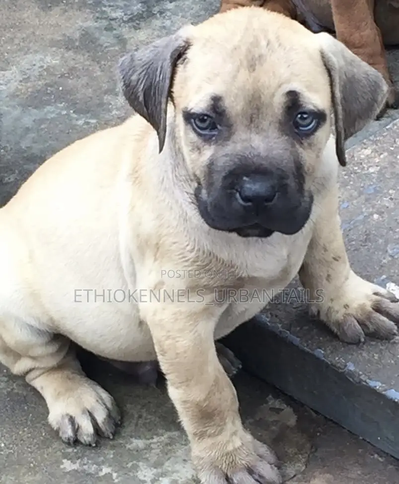 1-3 months Female Purebred Mastiff