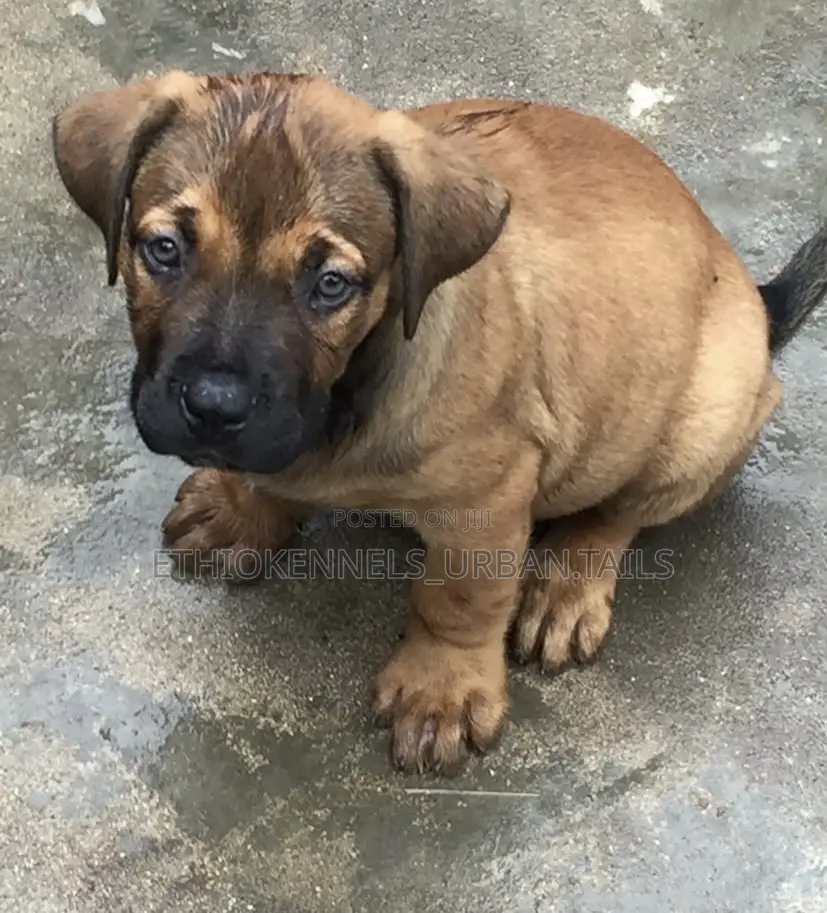 1-3 months Female Purebred Mastiff