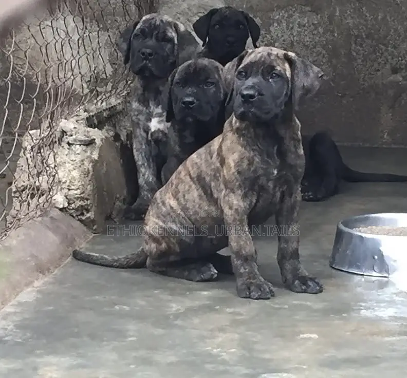 1-3 months Female Purebred Mastiff