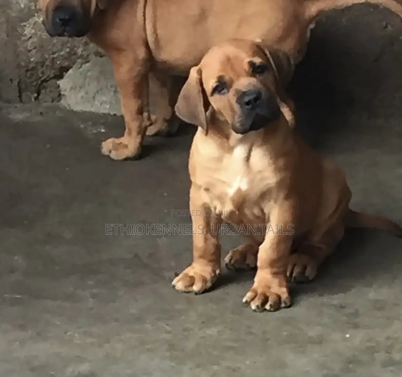 1-3 months Male Purebred Boerboel
