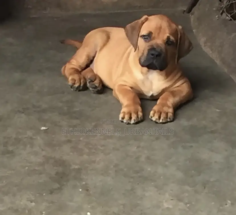 1-3 months Male Purebred Boerboel