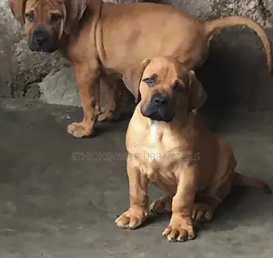 1-3 months Male Purebred Boerboel