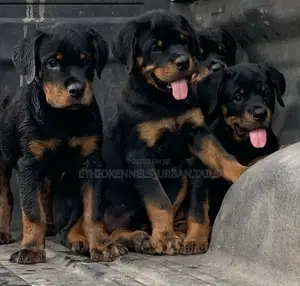 1-3 months Male Purebred Rottweiler