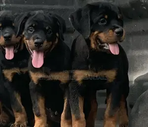 1-3 months Male Purebred Rottweiler