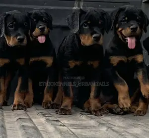 1-3 months Male Purebred Rottweiler