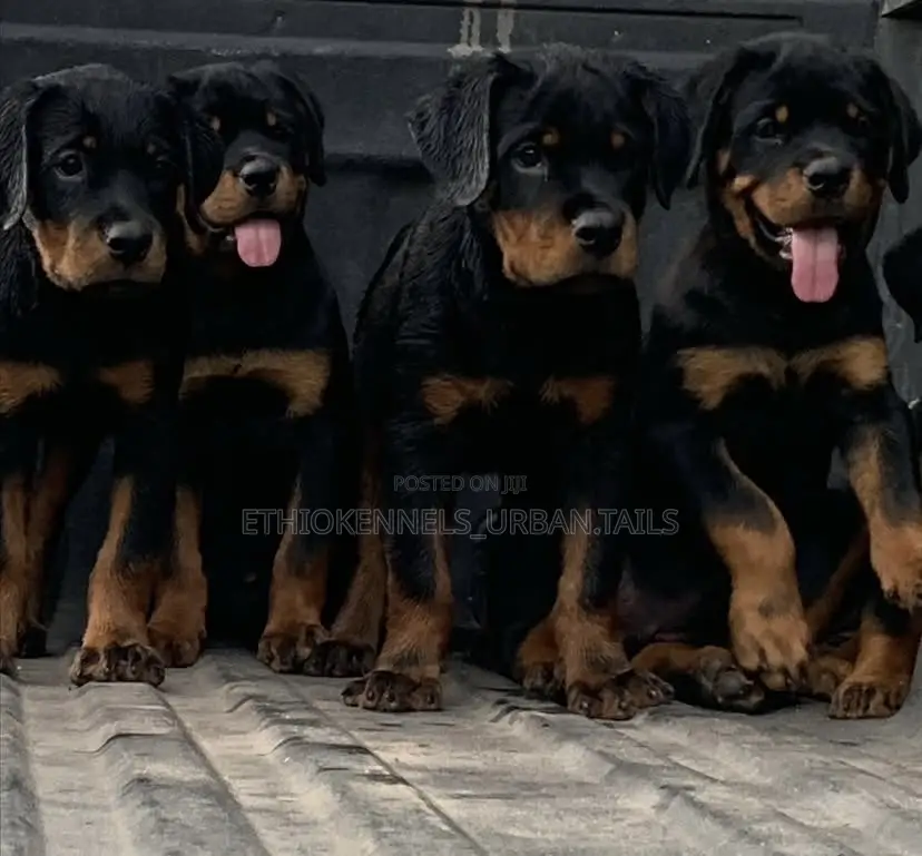 1-3 months Male Purebred Rottweiler