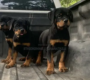 1-3 months Male Purebred Rottweiler