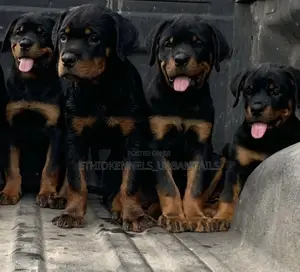 1-3 months Male Purebred Rottweiler