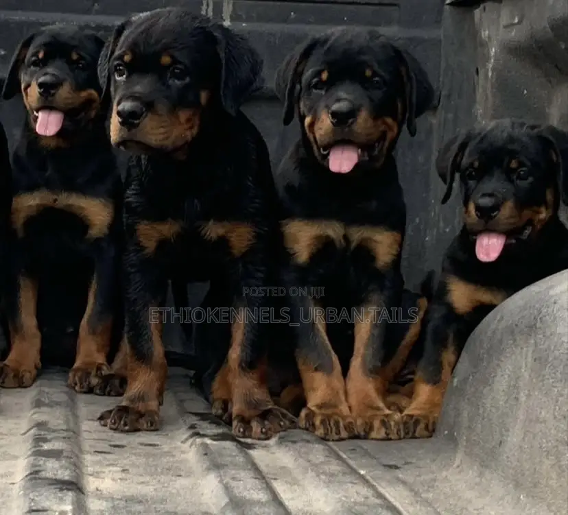 1-3 months Male Purebred Rottweiler