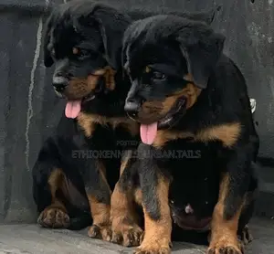 1-3 months Male Purebred Rottweiler