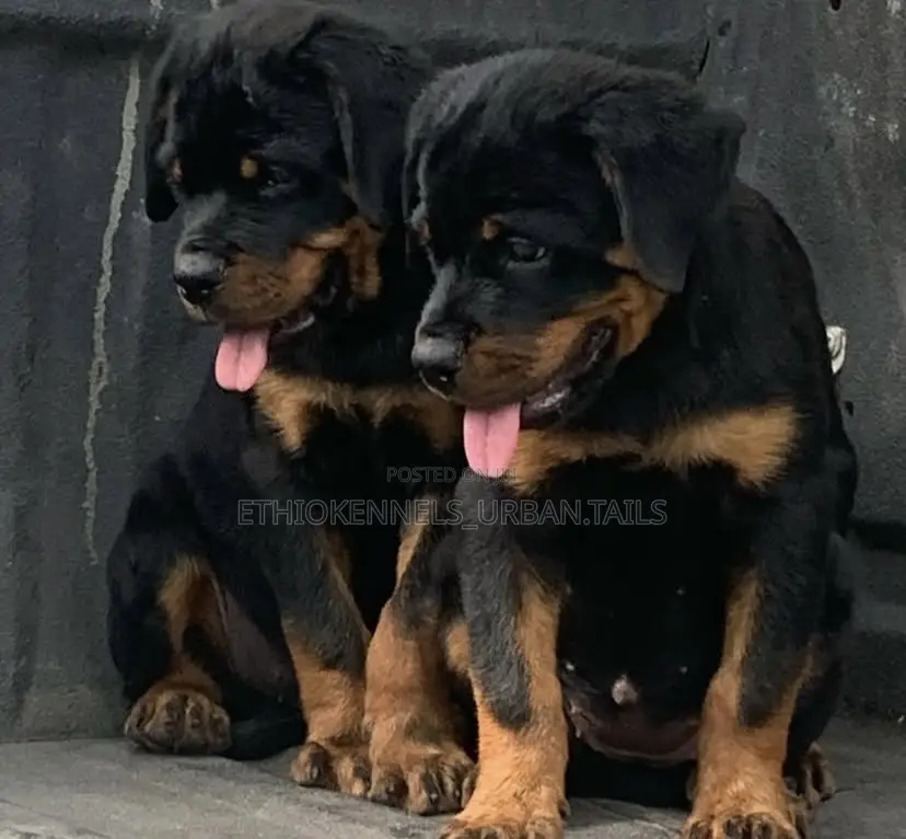 1-3 months Male Purebred Rottweiler