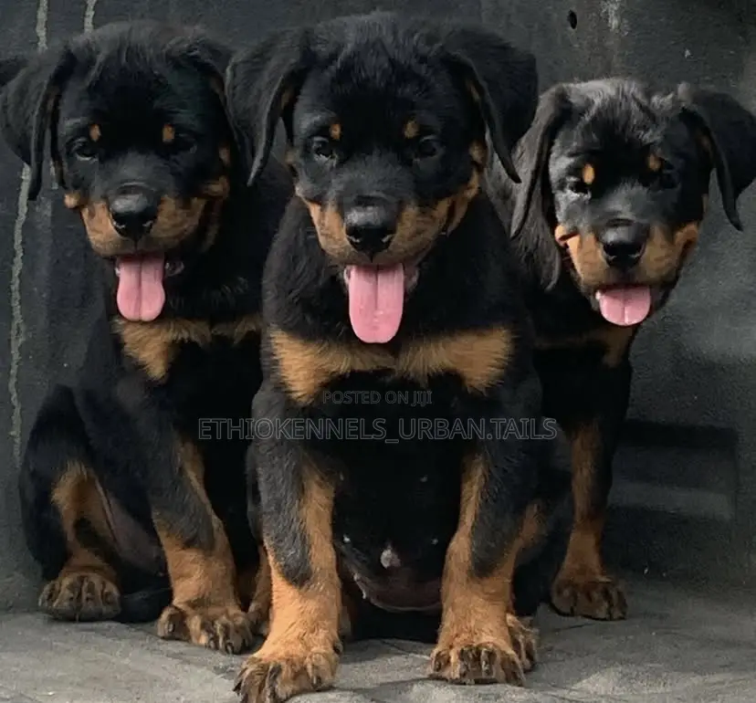 1-3 months Male Purebred Rottweiler