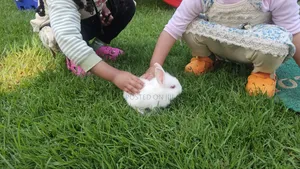 Photo - ጥንቸሎች ይገኛሉ