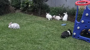 ጥንቸሎች ይገኛሉ