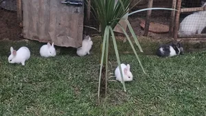 ጥንቸሎች ይገኛሉ