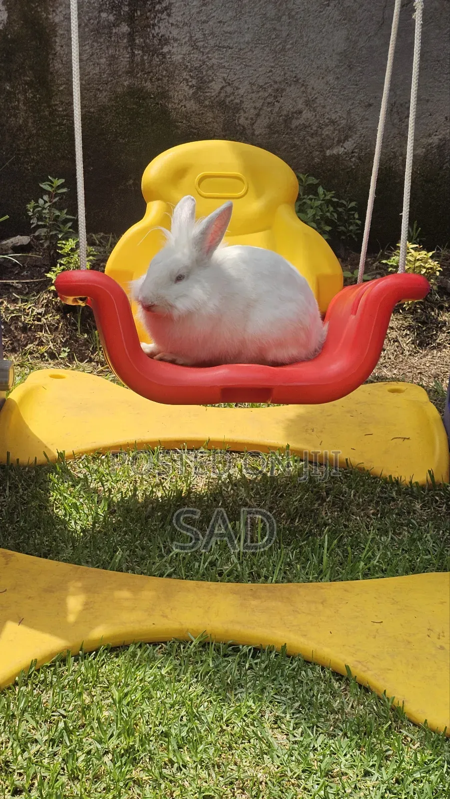 ጥንቸሎች ይገኛሉ