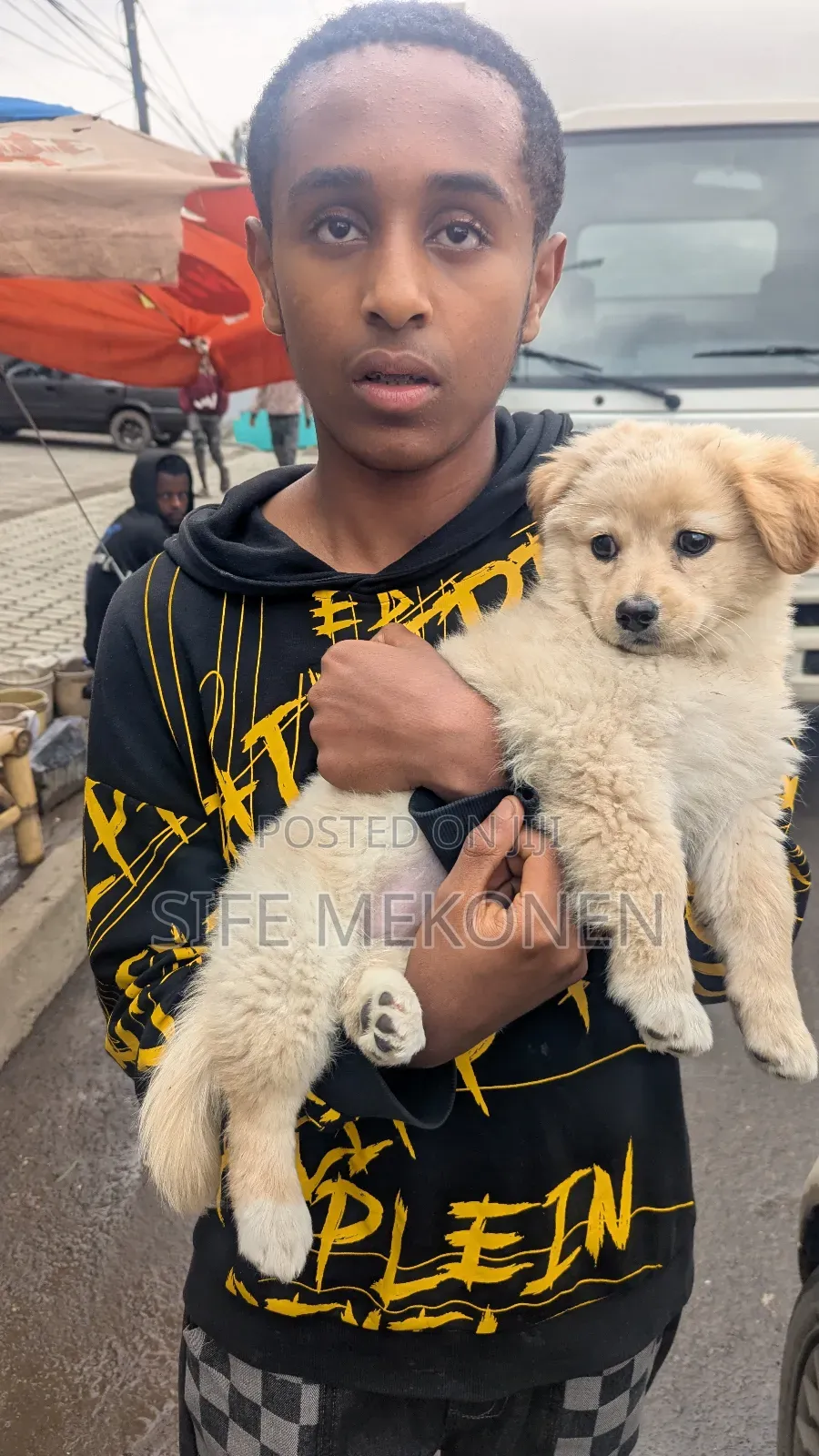 1-3 months Male Purebred Maltese