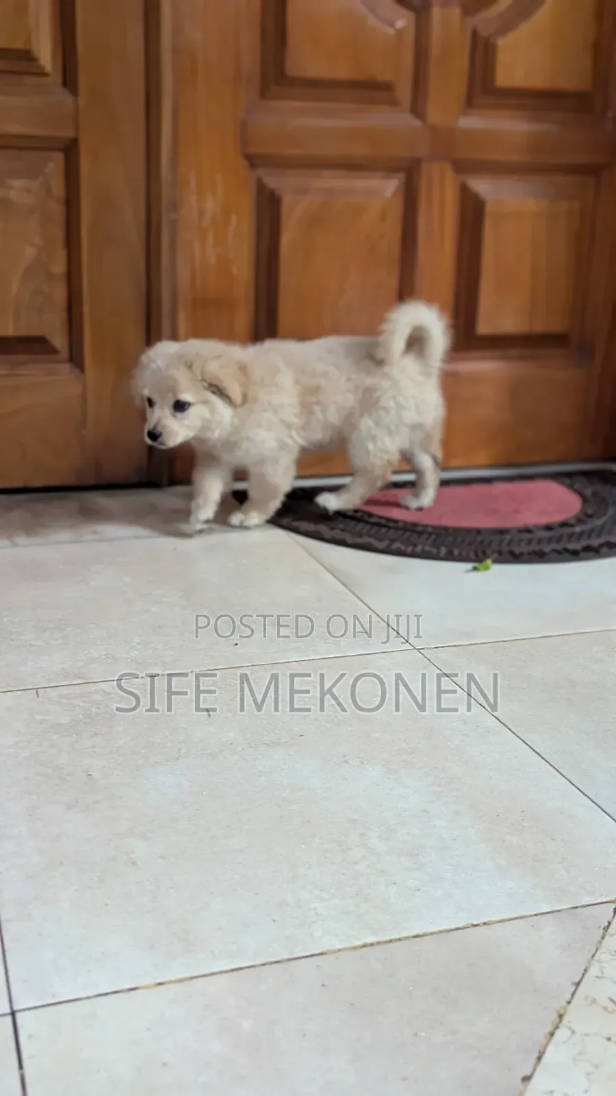 1-3 months Male Purebred Maltese