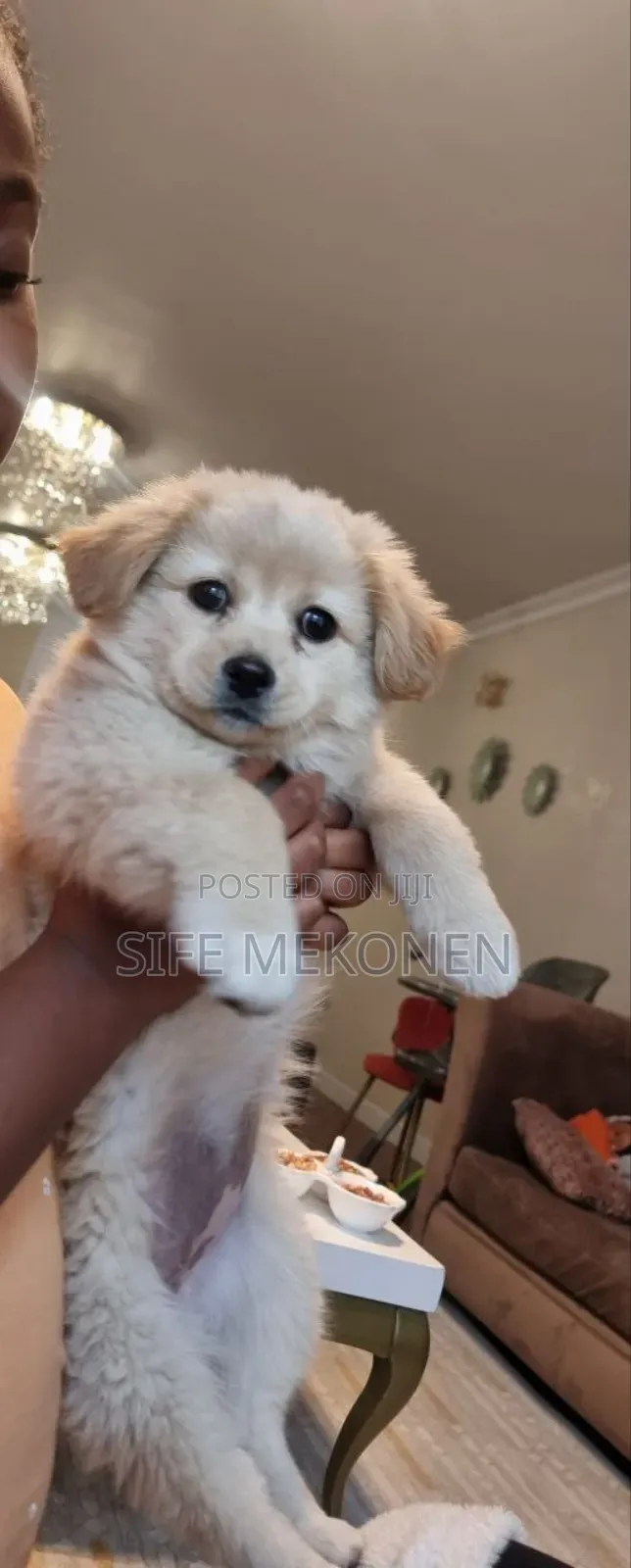 1-3 months Female Purebred Maltese