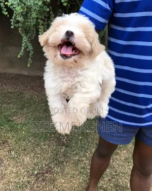 1-3 months Male Purebred Maltese