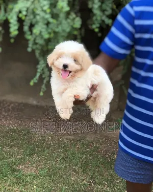 Photo - 1-3 months Male Purebred Maltese