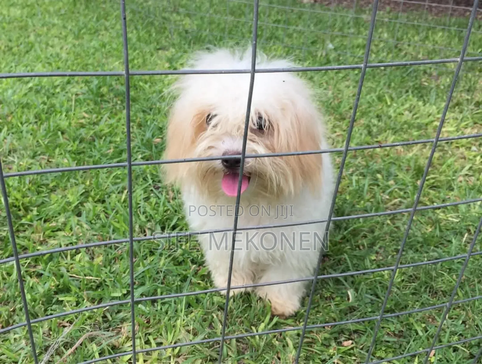 1-3 months Male Purebred Maltese