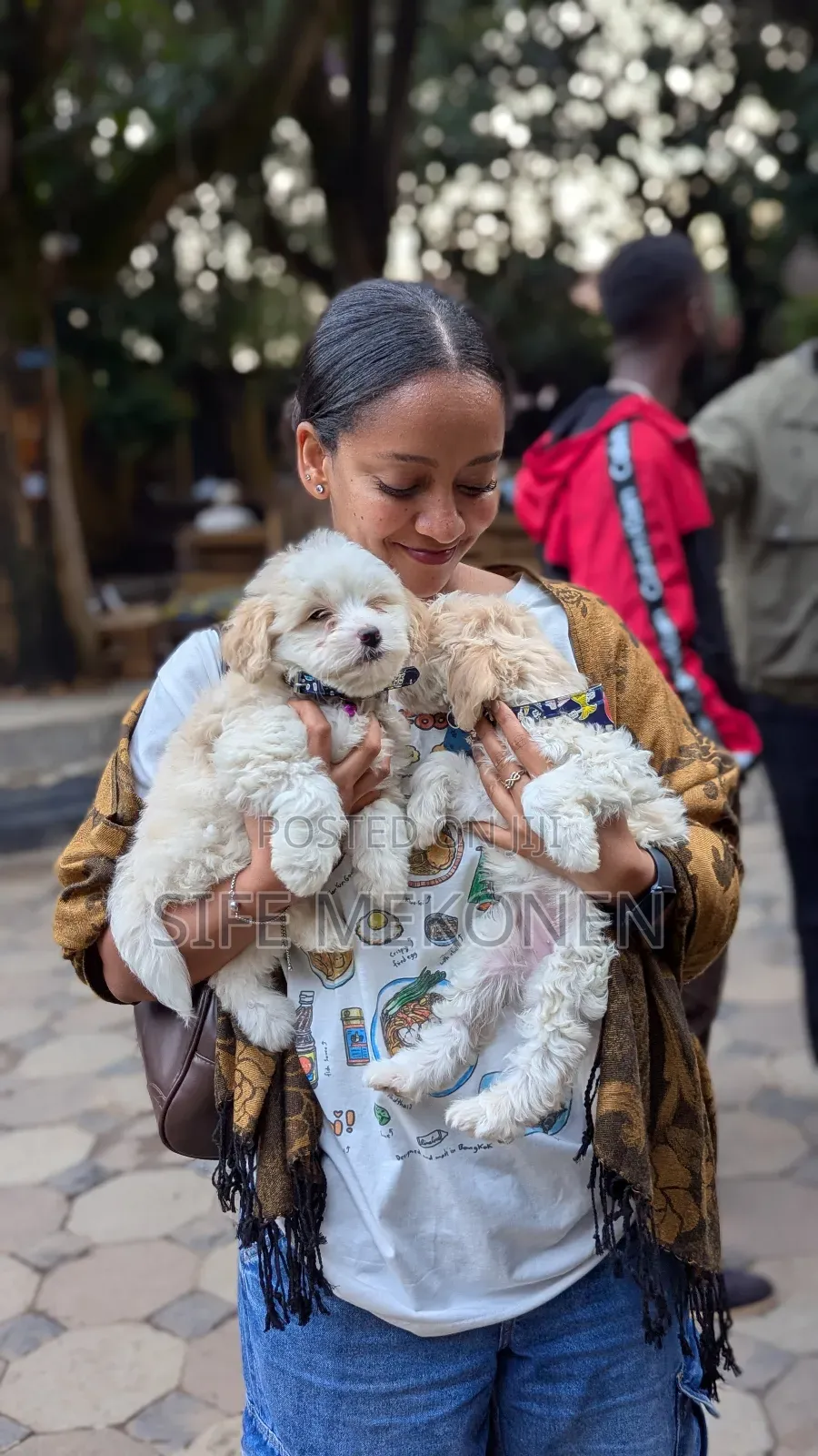 1-3 months Female Purebred Maltese