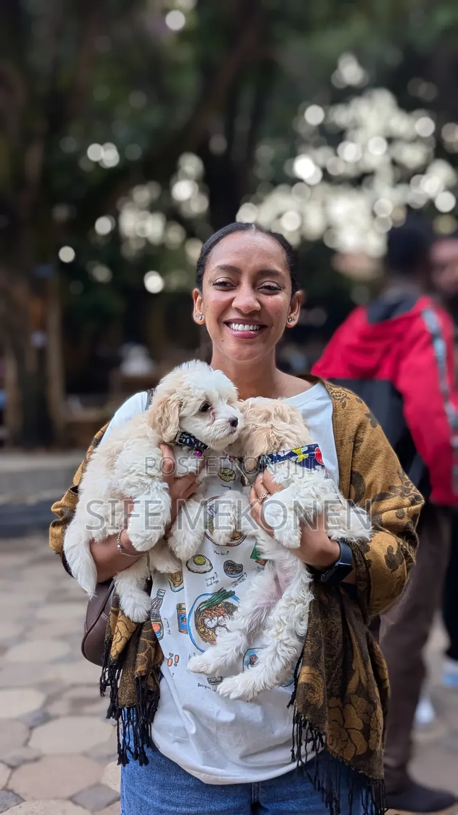 1-3 months Female Purebred Maltese