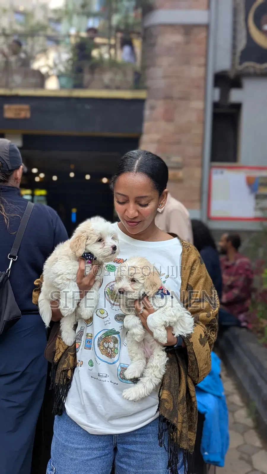 1-3 months Female Purebred Maltese