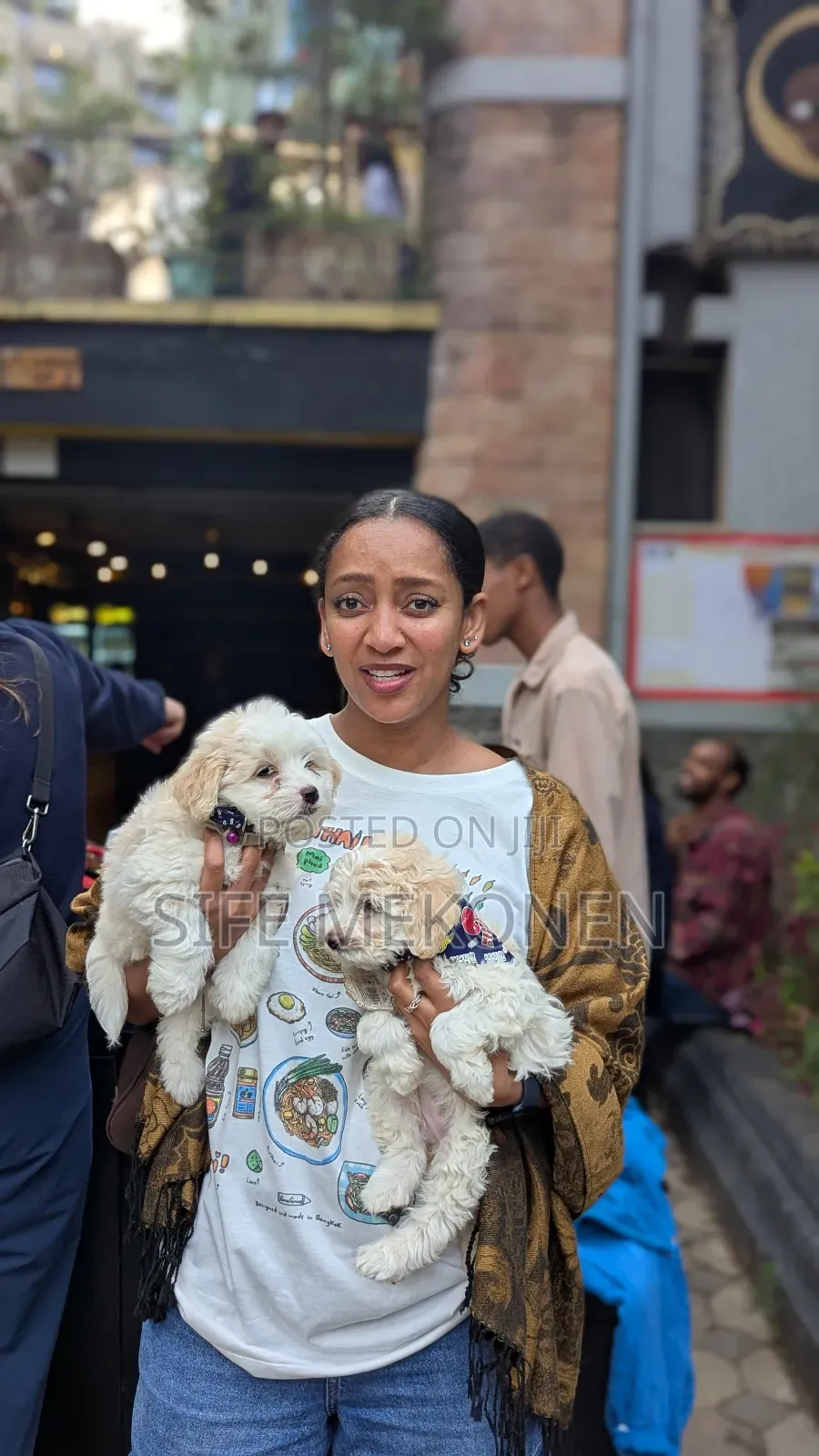 1-3 months Female Purebred Maltese