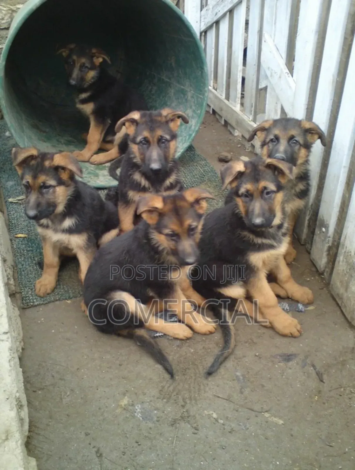 1-3 months Male Purebred German Shepherd