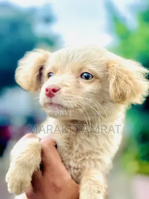 Photo - 1-3 months Male Purebred Nova Scotia Duck Tolling Retriever