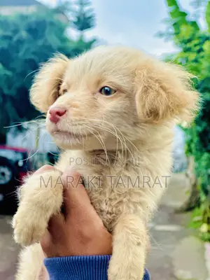 Photo - 1-3 months Male Purebred Nova Scotia Duck Tolling Retriever