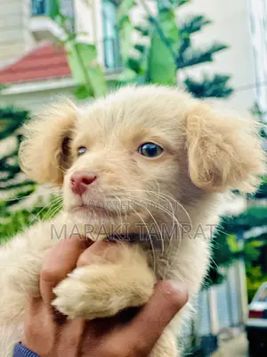 Photo - 1-3 months Male Purebred Maltese