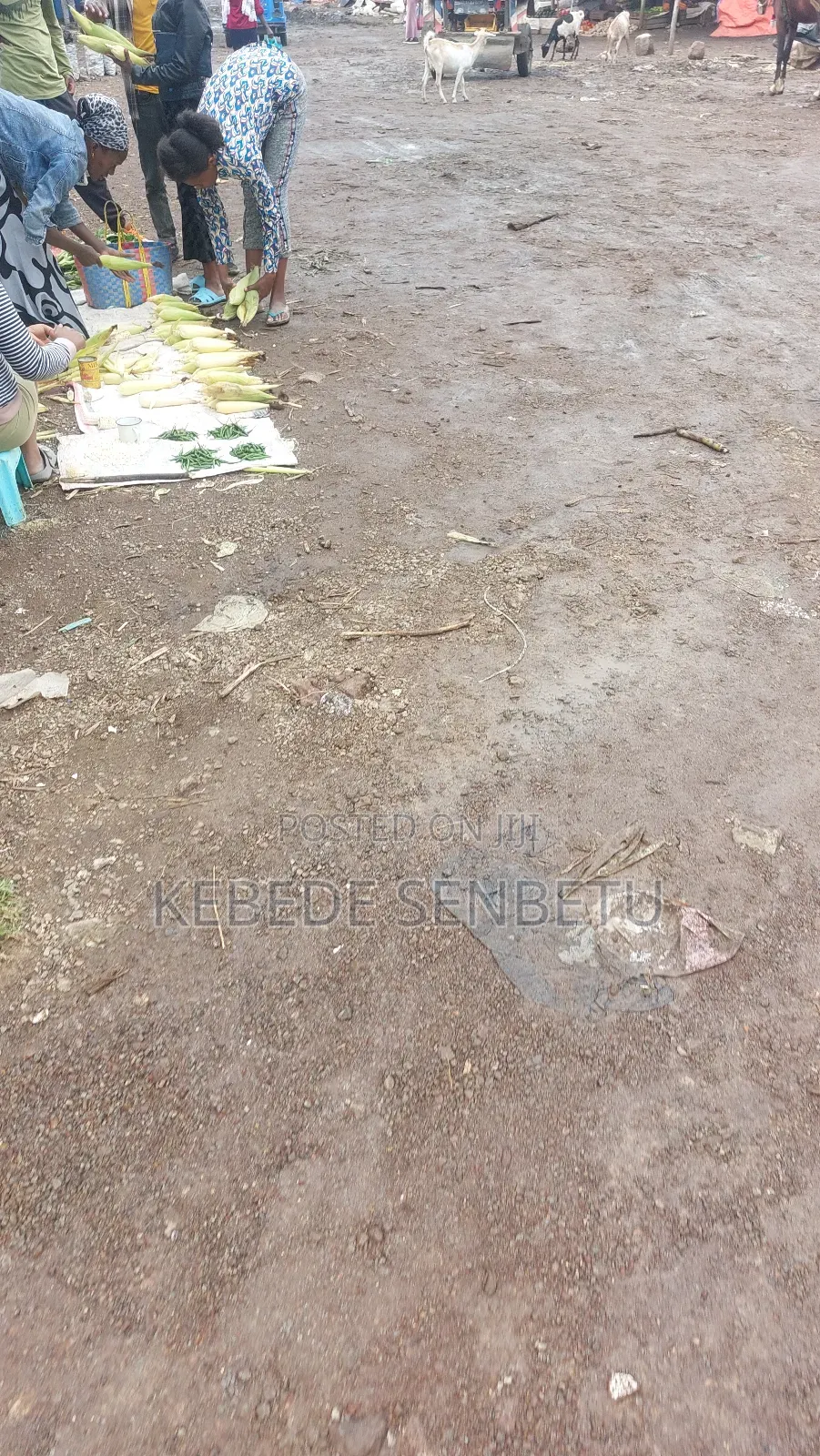 3bdrm House in Bole for rent