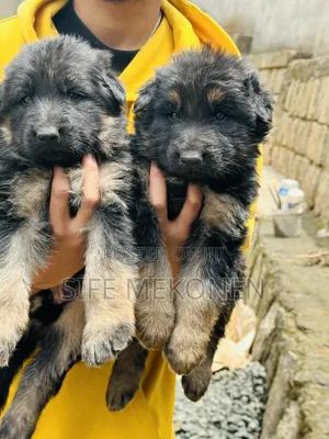 1-3 months Male Purebred German Shepherd