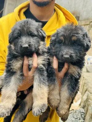 1-3 months Male Purebred German Shepherd