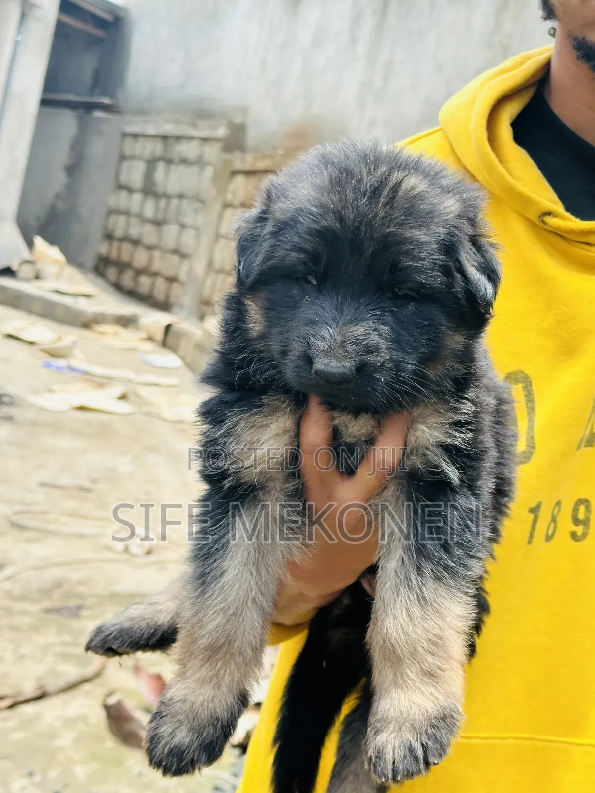 1-3 months Male Purebred German Shepherd