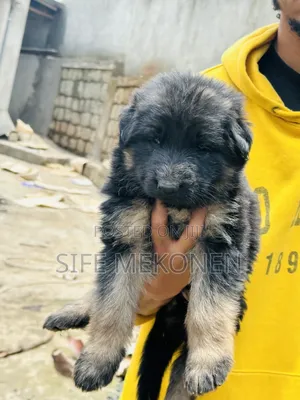 Photo - 1-3 months Male Purebred German Shepherd