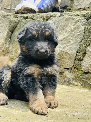 1-3 months Male Purebred German Shepherd