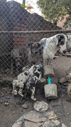 Photo - 3-6 months Male Purebred Great Dane