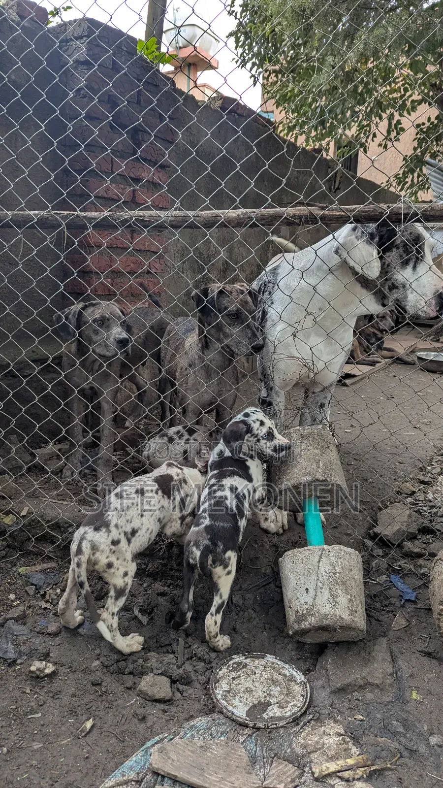 3-6 months Male Purebred Great Dane