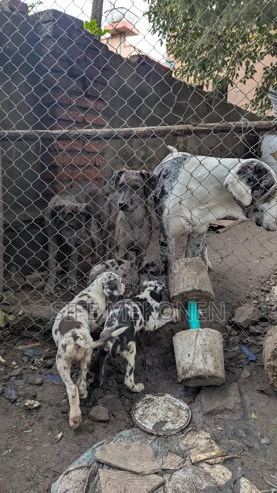 3-6 months Male Purebred Great Dane