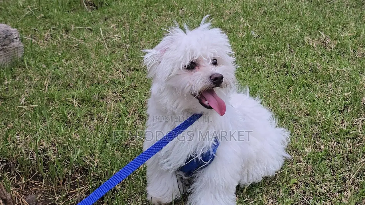 6-12 months Male Purebred Maltese